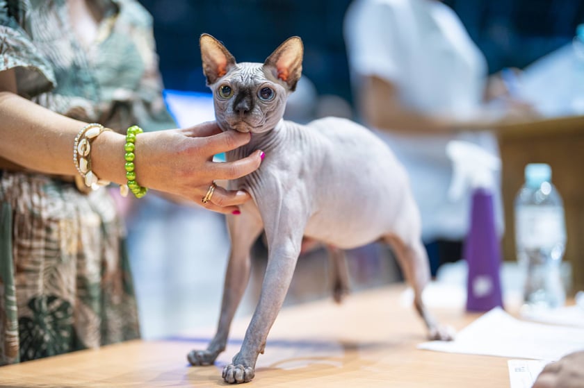 Międzynarodowa wystawa kotów rasowych w hali Orbita we Wrocławiu, 7-8 września 2024